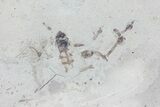 Fossil Insects - Green River Formation, Utah #76082-1